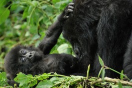Gorilla Mom & Baby  by Kate