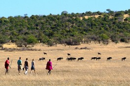 Bush walk  