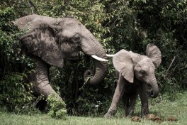 Elephants  