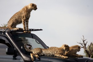 Naboisho cheetahs