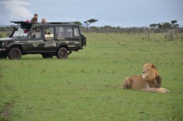 Naboisho lion sighting 