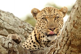 Ol Kinyei leopard 