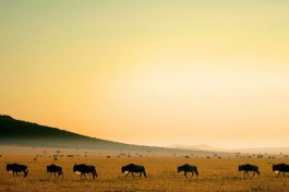 Wildebeest 