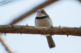 Bar throated Apalis  by Paul Ellis