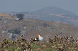 Nyika denhams bustard 
