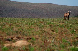 Nyika antelope  by Paul Shaffner