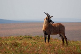 Nyika roan  by Paul Shaffner