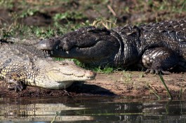 Nile crocodiles  by Rowley Taylor