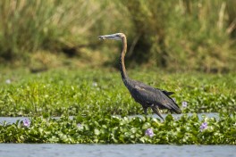 Goliath Heron  by Francesco Veronesi