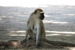 Liwonde vervet monkey  by Malcolm Manners