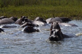 Liwonde hippos  by David Davies