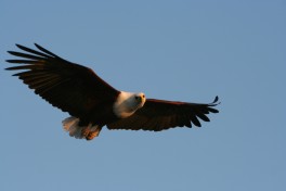 African fish eagle 