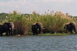 Liwonde elephants  by Rowley Taylor