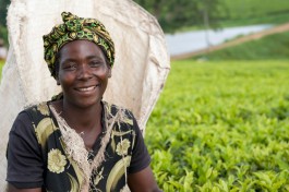 Satemwa Tea Estate 