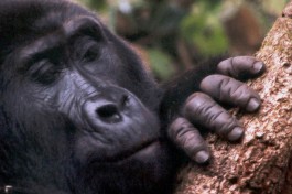 Mountain gorilla up close 