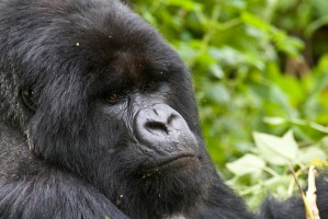 Silverback by Hjalmar Gislason