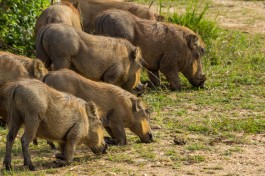 Warthogs  