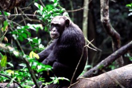 Chimpanzee tracking 