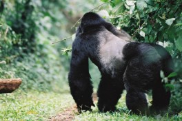 Uganda silverback  by Cristoffer Crusell