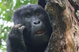 Uganda  by guido da rozze