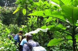 Clients inside the jungle 