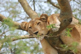 Tree climbing lion in Ishasha 