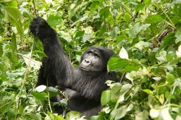 Mountain Gorilla  by Martijn.Munneke