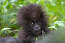 Baby gorilla  by Kwita Izina 