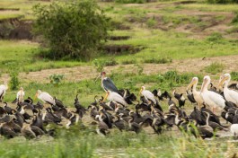 Birds along the Kazinga Channel 