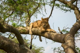 Tree climbing lion in Ishasha 