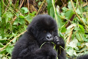 Young gorilla eating by Porco Rosso