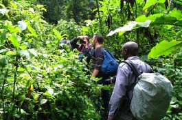 Clients observing gorillas 