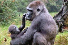 Gorilla and baby 