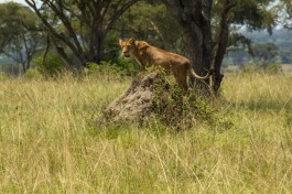 Lion in Queen Elizabeth Park 