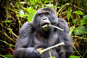 Uganda gorilla by Rod Waddington