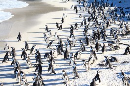 Boulder's Beach, Cape Peninsula Tour  by Mathias MH