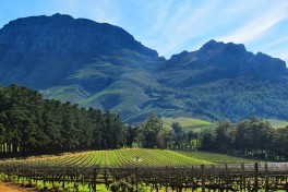 Cape Wine Tour, Stellenbosch vineyard  by Dave Bezaire