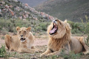 Cape Town Holiday Package - Big 5 Safari Lions