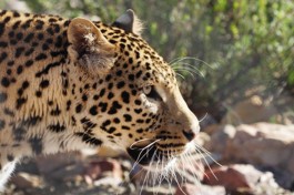 Cape Town Safari leopard in Aquila Game Reserve 