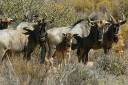 Cape Town Safari - wildebeest in Aquila Game Reserve 