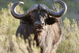 Big 5 Cape Town Safari buffalo 