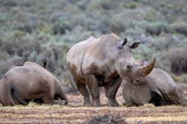 Aquila Game Reserve safari rhino 