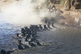Migration 