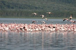 Lake Nakuru Flamingoes 