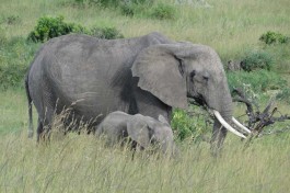 Masai Mara elephants 