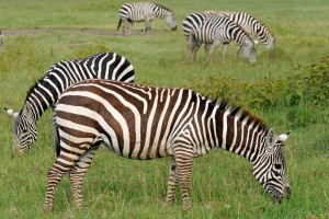 Nakuru zebras by Son of Groucho