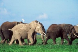 Masai Mara elephants 