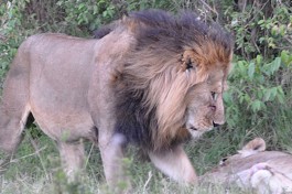Lions mara 