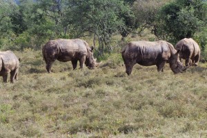 Rhinos-in-nakuru-national-park