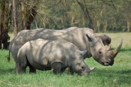 Nakuru rhinos  by Joachim Huber